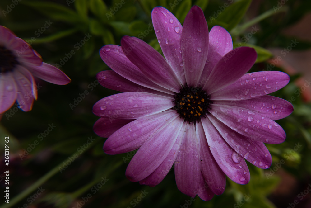 Fototapeta premium Macro flor mojada