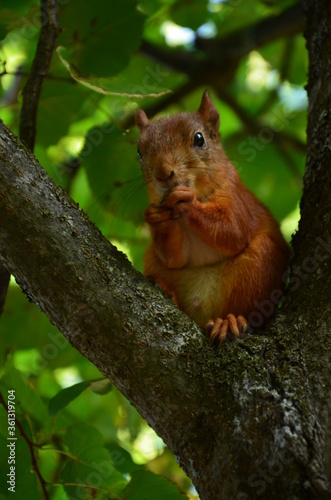 squirrel in the tree © Анастасия Ермакова
