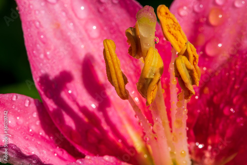 close up of pink lily