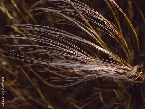 feather grass