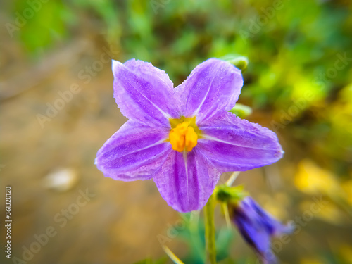Fototapeta Naklejka Na Ścianę i Meble -  blue iris flower