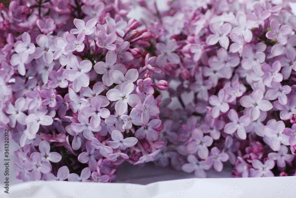 Beautiful bouquet of lilac on white paper 