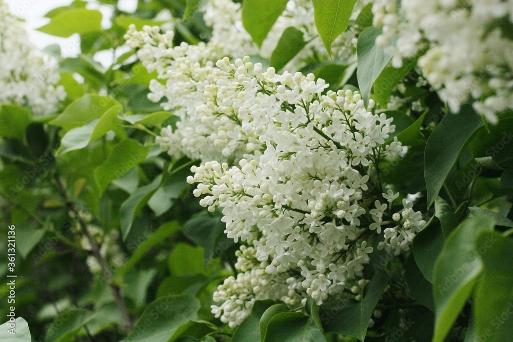 Beautiful white lilac in the summer garden Beautiful white lilac in the summer garden