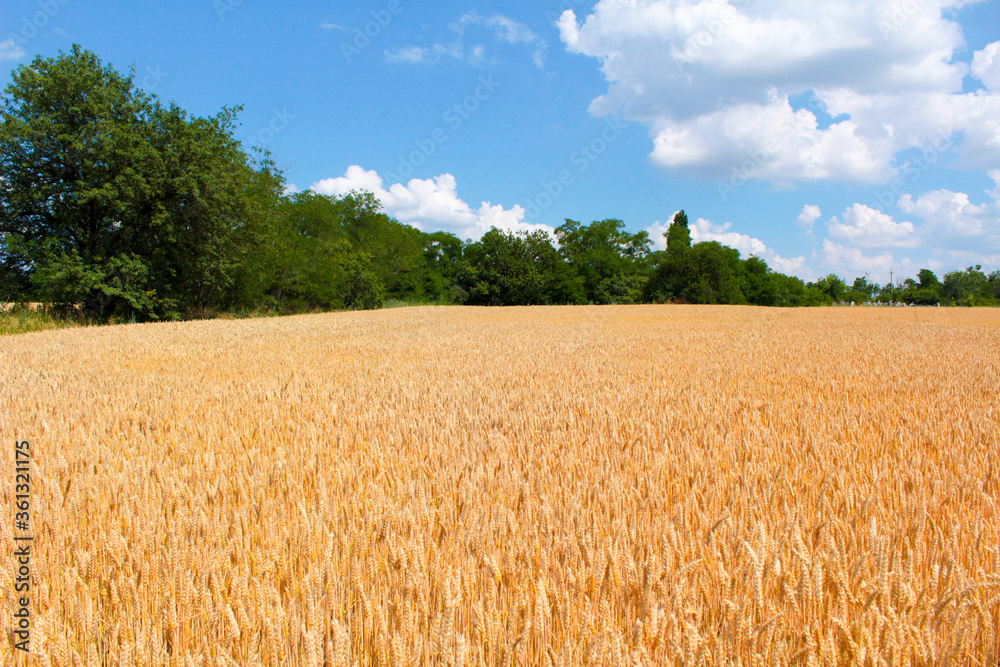 wheat field and blue sky wheat field and blue sky