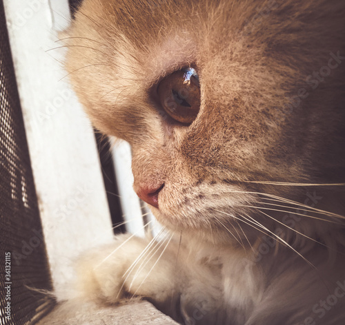 Fotografía Cats with beautiful eyes