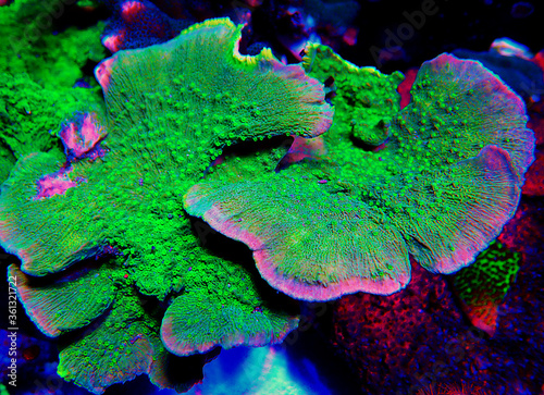 Green Montipora capricornis plate sps coral  photo