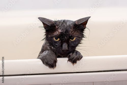 bathing discontented wet black cat