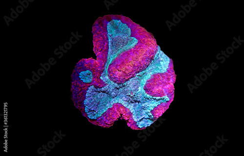 Symphyllia Brain LPS Coral (Symphyllia agaricia) 