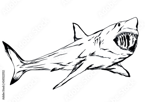 great white shark Carcharodon carcharias