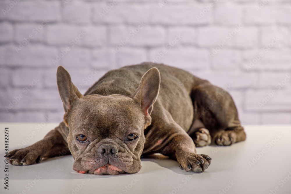 Französische Bulldogge im Fotostudio