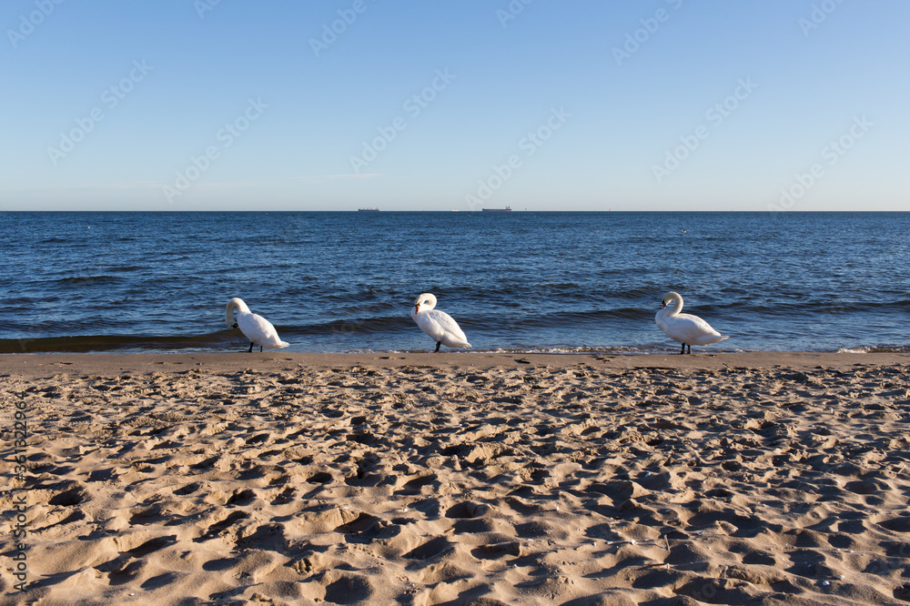 custom made wallpaper toronto digitalBirds on the beach