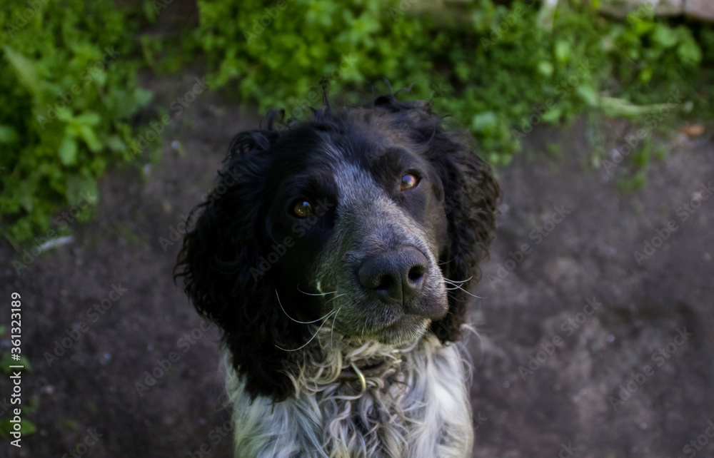 photo of a Russian hunting Spaniel