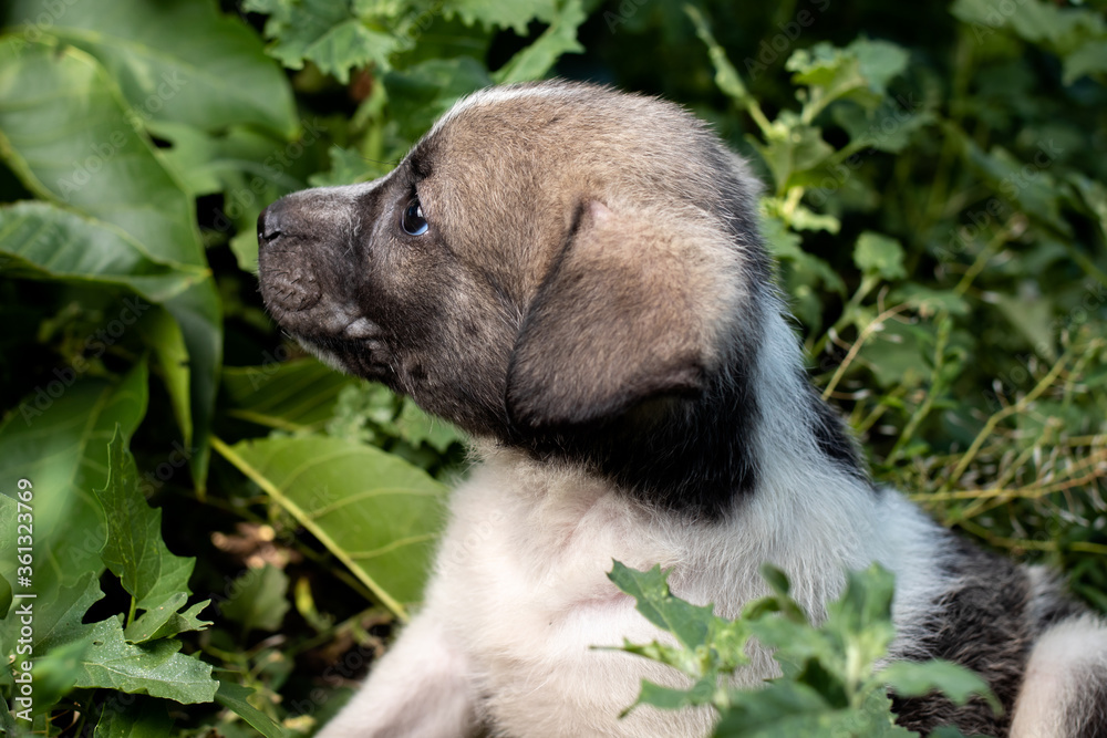 A small pooch aged 1-2 months sits in thick green grass. Animals and nature, pet dog.