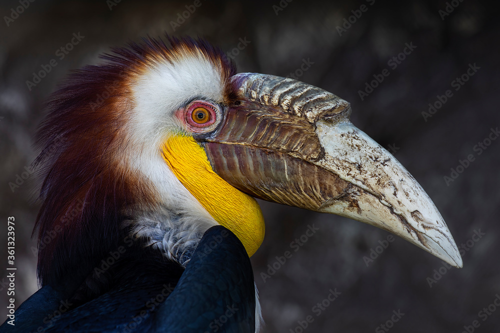 Fototapeta premium Closeup portrait of a Great hornbill. Male Plain-Pouched Hornbill.
