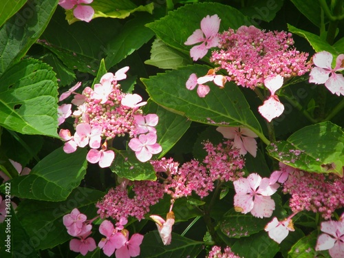 Closeup shot of Double flowered pink Hortensia, Hydrangea Macrophylla flowers, in a garden photo