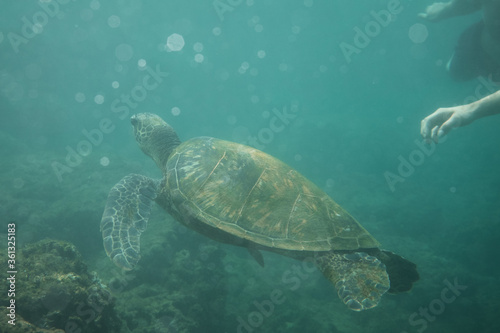 Fototapeta Naklejka Na Ścianę i Meble -  Turtle Diving in Ocean in Hawaii