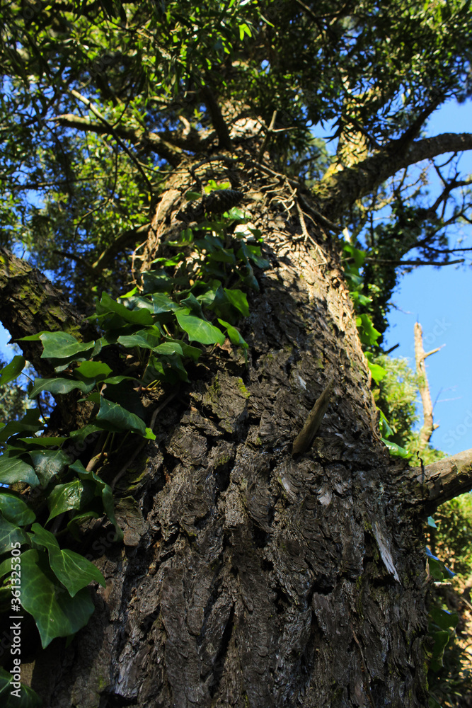 Fototapeta premium tree in the forest