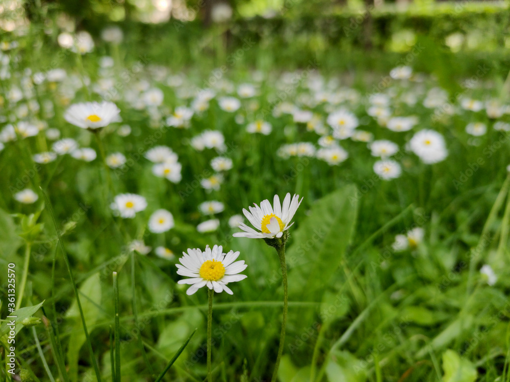 Summer sunny meadow or lawn with fresh grass and chamomiles. Flower background. Macro close up. Summer sunny meadow or lawn with fresh grass and chamomiles. Flower background. Macro close up.