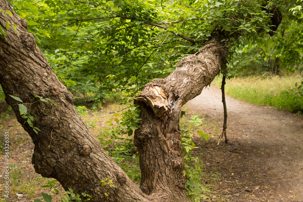 Fallen tree blocked the forest trail, cleaning and felled fallen trees Fallen tree blocked the forest trail, cleaning and felled fallen trees