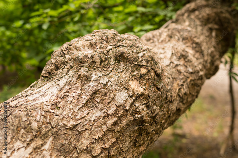 A close-up tree bark, a fallen old tree in the forest