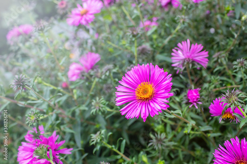 Pink asters blooming in the garden. Decorative garden plant with pink flowers. Beautiful perennial plant for rock garden. Copy space for your text