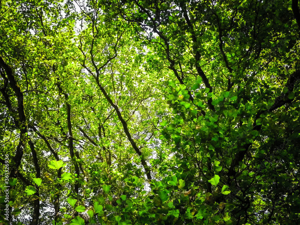 Close up of green leaves on tree branches. Close up of green leaves on tree branches.