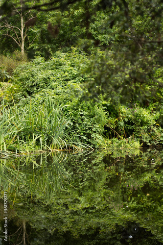 Amazing bushes, trees, plants in botanic garden reflexing in peaceful lake