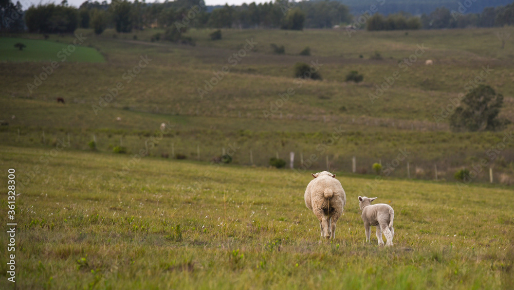 Fototapeta premium Corriedale sheep feeding in a green field on a cold morning in southern Brazil