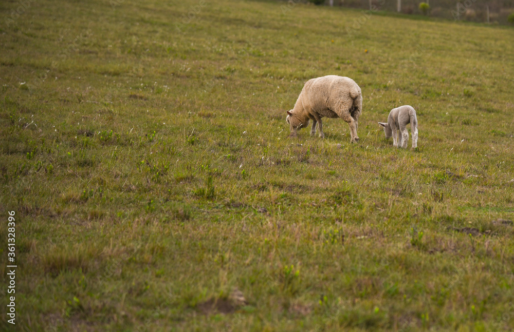 Corriedale sheep feeding in a green field on a cold morning in southern Brazil Corriedale sheep feeding in a green field on a cold morning in southern Brazil