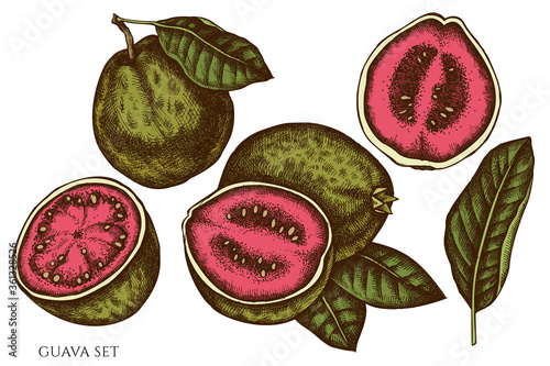 Vector set of hand drawn colored guava