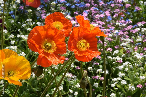 Orange flowers in springtime