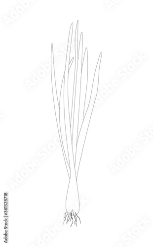 Sprouting onion isolated on white background. Lined vector illustration