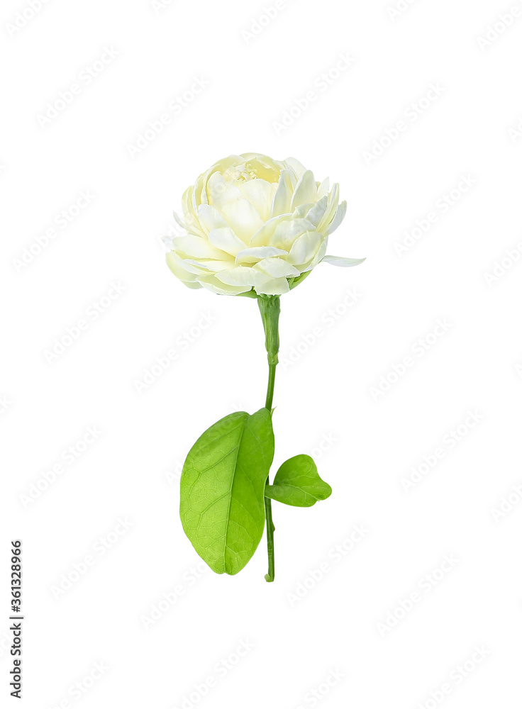 Jasmine Flower isolated on white background Jasmine Flower isolated on white background