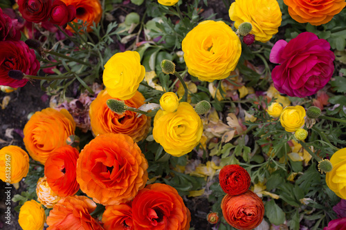Persian buttercup.