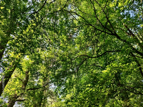 Fototapeta Naklejka Na Ścianę i Meble -  a canopy of trees