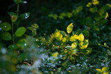 green leafs, sweden, nacka, stockholm