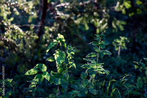 Canvas Print green leaves in the forest, sweden, nacka, stockholm
