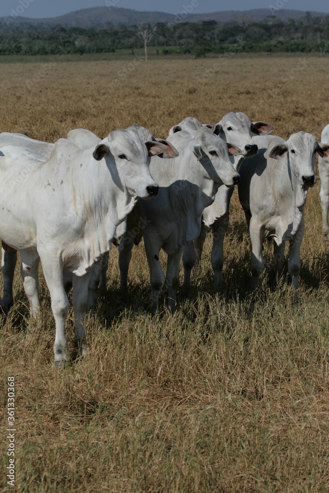 Pecuária, Bovinocultura, Nelore, Fazenda, Mato grosso, Cerrado, Brasil, corte, frigorífico