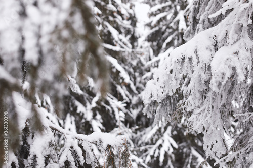 Winter landscape, luxury ski resorts in Europe, beautiful pine trees around the mountains covered with snow, beauty of wintertime nature