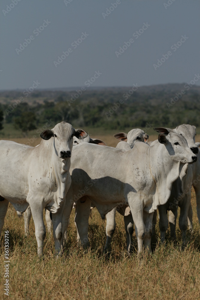 Pecuária, Bovinocultura, Nelore, Fazenda, Mato grosso, Cerrado, Brasil, corte, frigorífico Pecuária, Bovinocultura, Nelore, Fazenda, Mato grosso, Cerrado, Brasil, corte, frigorífico