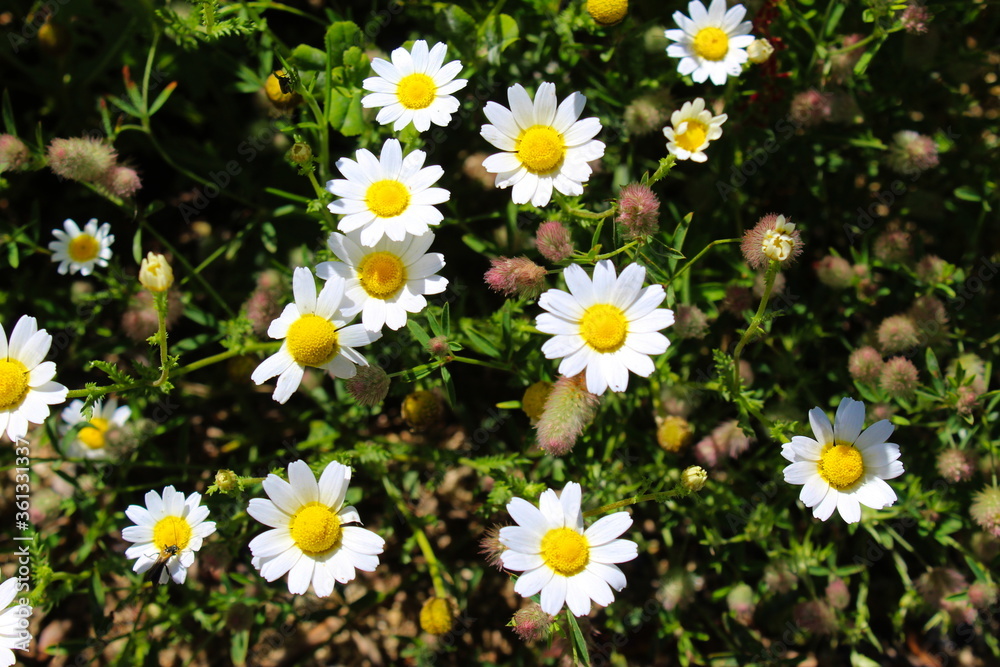 Beautiful daisy flowers. Lots of flowers. Beautiful daisy flowers. Lots of flowers.