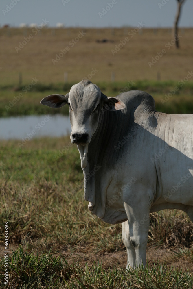 Pecuária, Bovinocultura, Nelore, Fazenda, Mato grosso, Cerrado, Brasil, corte, frigorífico Pecuária, Bovinocultura, Nelore, Fazenda, Mato grosso, Cerrado, Brasil, corte, frigorífico