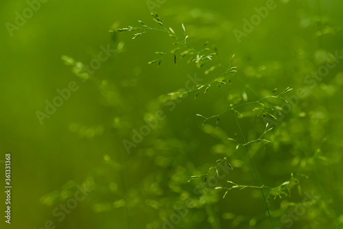 Green grass seeds, grass photographed abstractly, photo of grass seeds, partially blurred grass seeds, abstract, green color