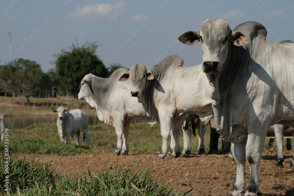 Pecuária, Bovinocultura, Nelore, Fazenda, Mato grosso, Cerrado, Brasil, corte, frigorífico Pecuária, Bovinocultura, Nelore, Fazenda, Mato grosso, Cerrado, Brasil, corte, frigorífico