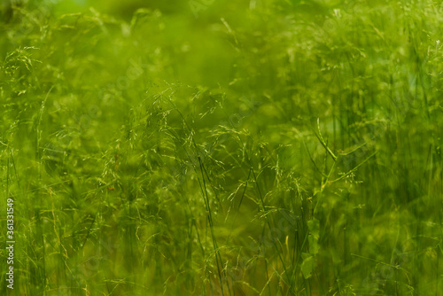 Green grass seeds  grass photographed abstractly  photo of grass seeds  partially blurred grass seeds  abstract  green color