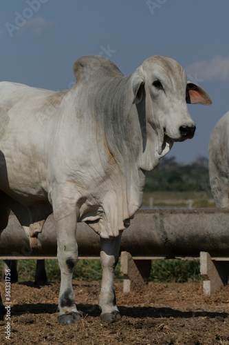 Pecuária, Bovinocultura, Nelore, Fazenda, Mato grosso, Cerrado, Brasil, corte, frigorífico