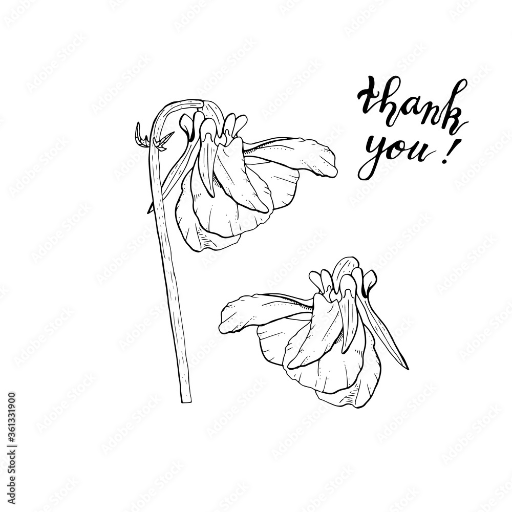 Hand drawn monochrome pansy flowers clipart. Floral design element. Side view. Isolated on white background. Vector Hand drawn monochrome pansy flowers clipart. Floral design element. Side view. Isolated on white background. Vector
