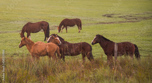 Creole horses in pasture field in winter morning and intense cold