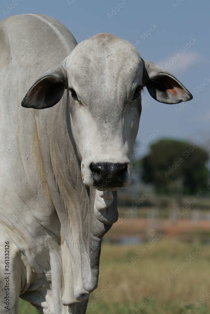 Pecuária, Bovinocultura, Nelore, Fazenda, Mato grosso, Cerrado, Brasil, corte, frigorífico Pecuária, Bovinocultura, Nelore, Fazenda, Mato grosso, Cerrado, Brasil, corte, frigorífico