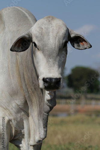 Pecuária, Bovinocultura, Nelore, Fazenda, Mato grosso, Cerrado, Brasil, corte, frigorífico